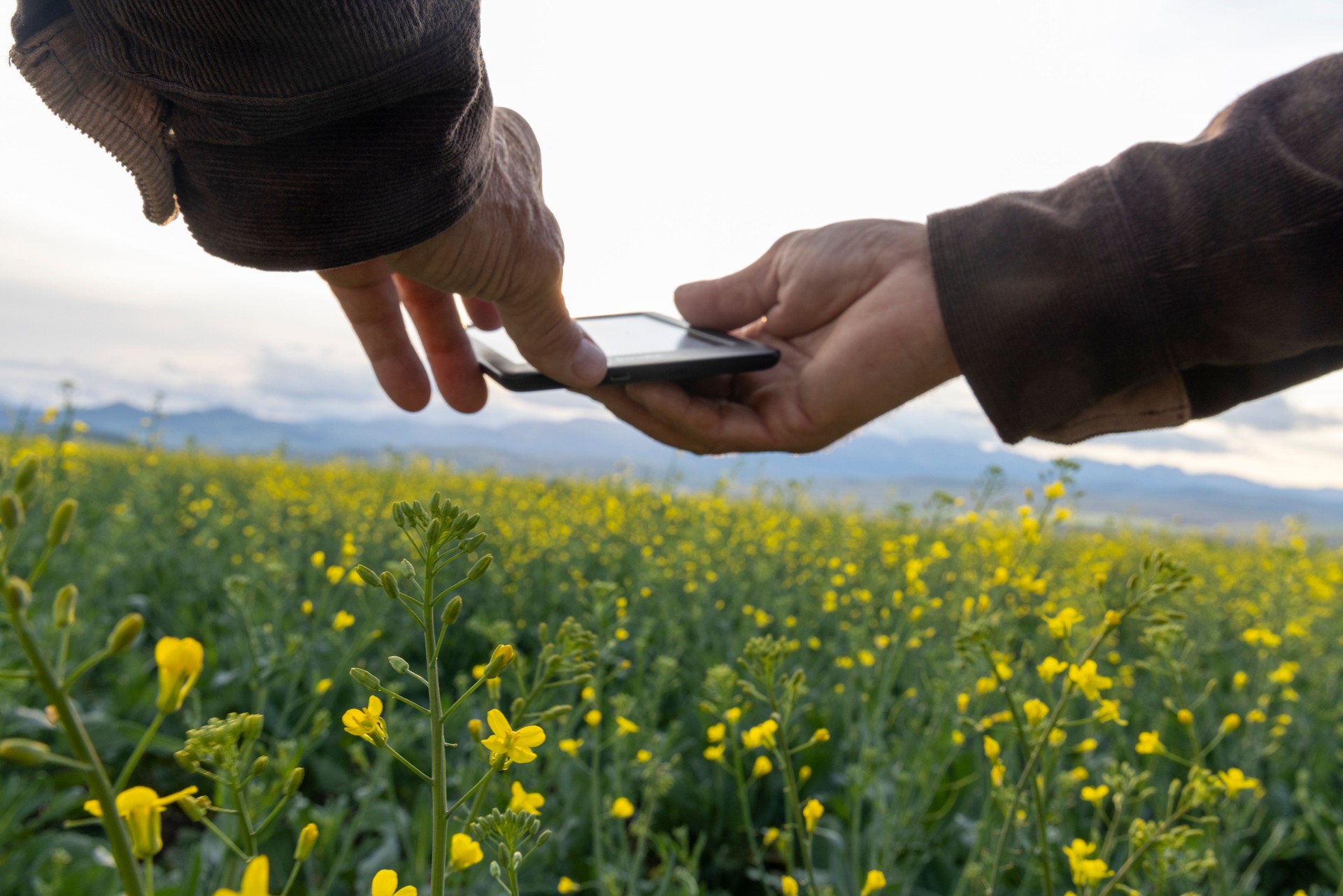 Farmer uses digital tablet in canola field, mountains distant